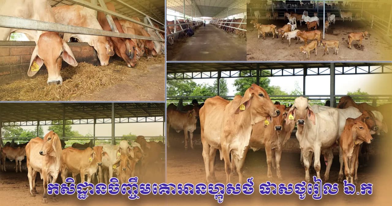 វីដេអូ៖កសិដ្ឋានអានហ្កូសថ៍ ផាសថូរៀល ​ឯ.ក ​នៅស្រុកអង្គរធំ ​ខេត្តសៀមរាប ​ចិញ្ចឹមគោជាង ​២០០ក្បាល​ ​និងកំពុងពង្រីកការបង្កាត់ពូជបន្ថែម ដើម្បីត្រៀមផ្គត់ផ្គង់ទៅកាន់ទីផ្សារ