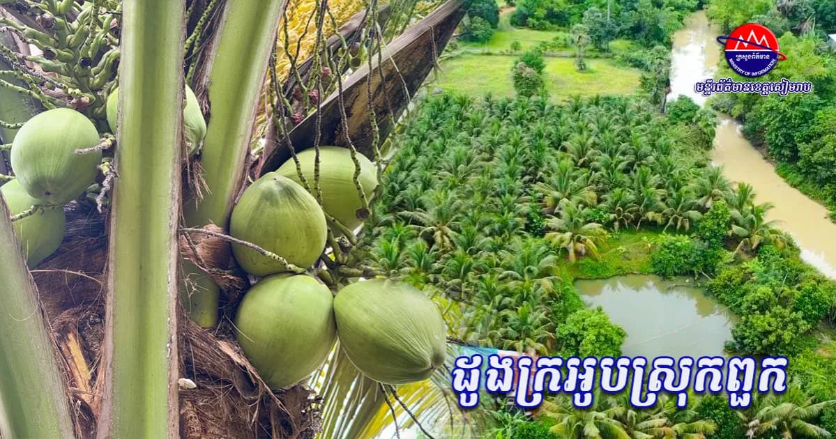 កសិករនៅឃុំព្រៃជ្រូក ស្រុកពួក ទទួលបានចំណូលជិត ១ លានរៀលក្នុងមួយខែពីការដាំដូងក្រអូបចំនួន ១៣៨ ដើម ដើម្បីលើកកម្ពស់ជីវភាពគ្រួសារឱ្យកាន់តែប្រសើរ