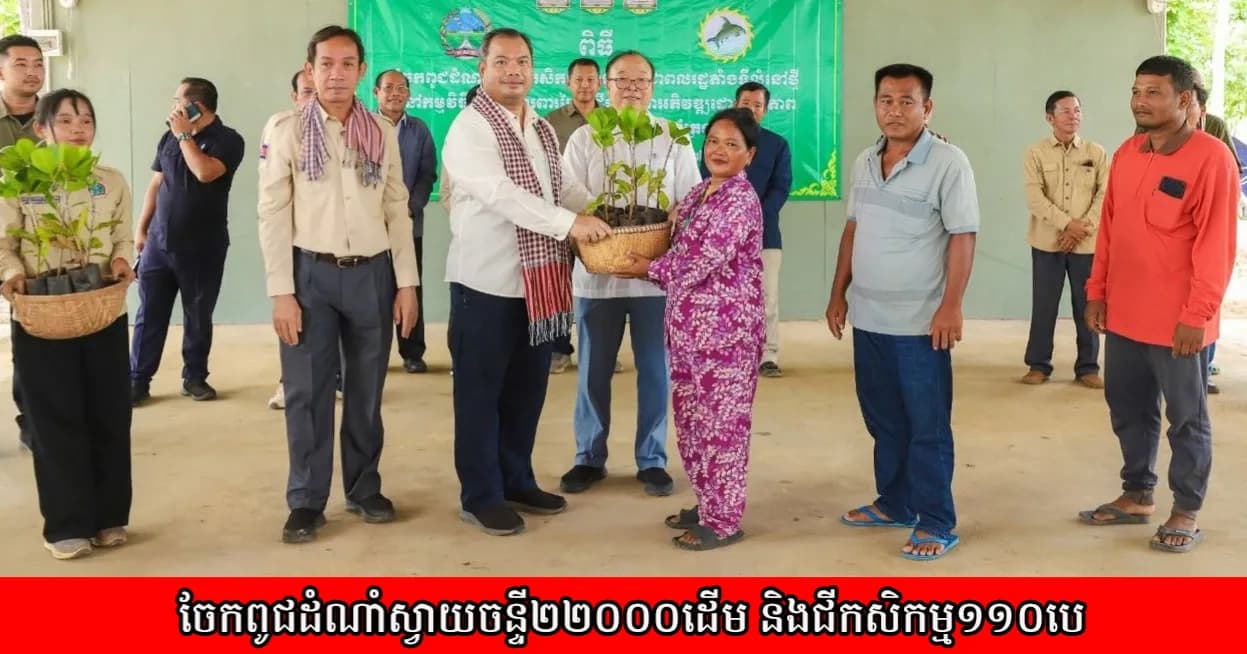 ពូជដំណាំស្វាយចន្ទី ចំនួន ២២០០០ដើម និងជីកសិកម្ម ចំនួន ៥តោនកន្លះ ចែកជូនប្រជាពលរដ្ឋ២១៧គ្រួសារ រស់នៅចំណុច អូរសែវ ឃុំស្តៅ ស្រុកសេសាន គម្រោង ផ.ក.អ
