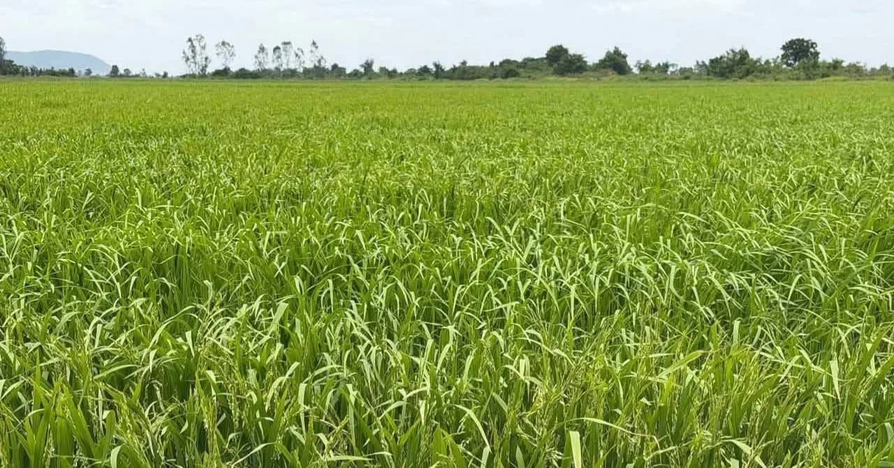 ស្រូវប្រែពីលឿងមកបៃតងវិញ ១០០% ក្រោយទទួលបានកិច្ចអន្តរាគមន៍សង្គ្រោះទាន់ពេលវេលា នៅស្រុកសង្កែ ខេត្តបាត់ដំបង