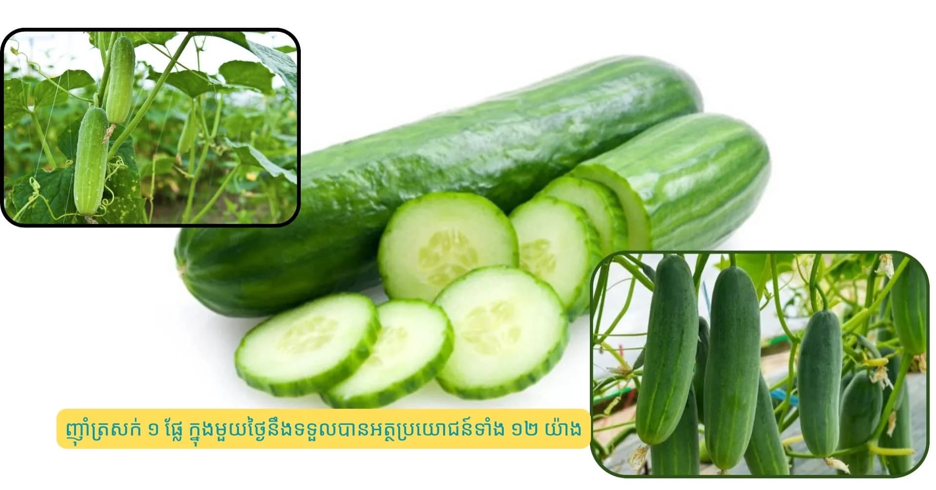 ញ៉ាំត្រសក់ ១ ផ្លែ ក្នុងមួយថ្ងៃនឹងទទួលបានអត្ថប្រយោជន៍ទាំង ១២ យ៉ាង